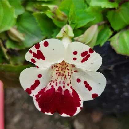 Kejklířka tečkovaná White Blotch - Mimulus - semena kejklířky - 20 ks