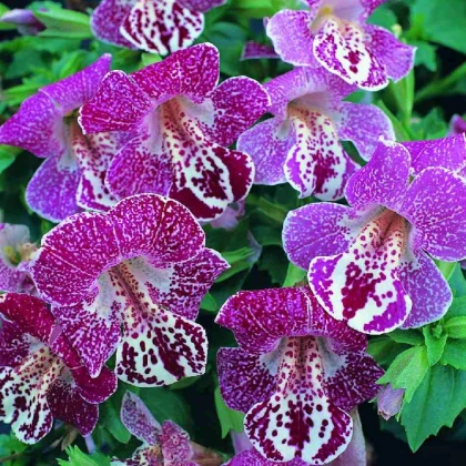 Kejklířka tečkovaná White Flame - Mimulus - semena kejklířky - 20 ks