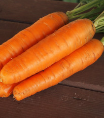 Mrkev Karotina - Daucus carota - semena mrkve - 900 ks
