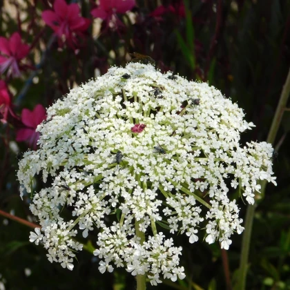 Mrkev Wildform - Daucus carota - semena mrkve - 250 ks