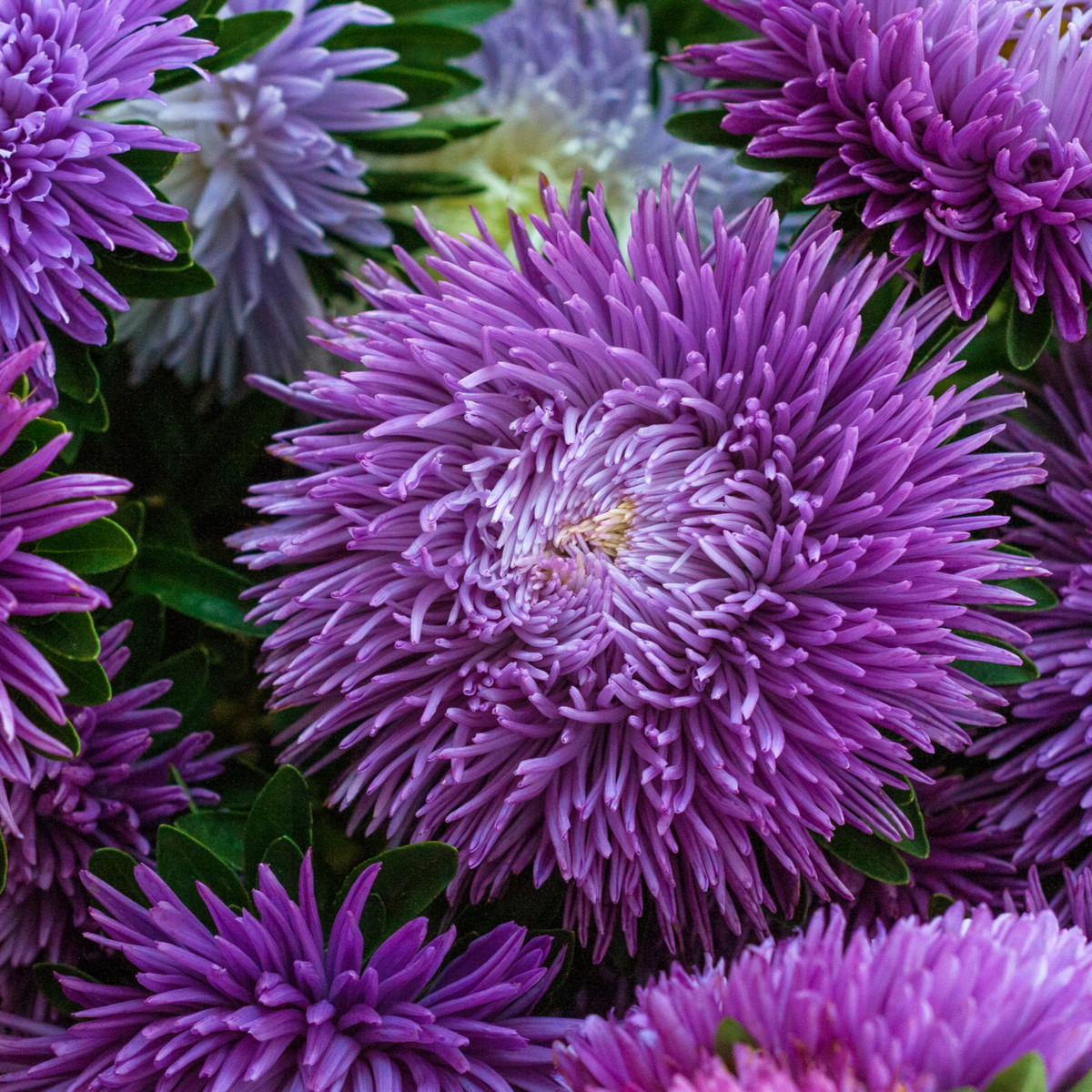 Astra čínská Princess Scharlach - Callistephus chinensis - semena astry - 50 ks