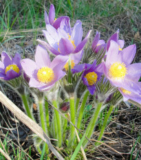 Koniklec alpinský Bells Violet - Pulsatilla alpina - semena koniklece - 20 ks