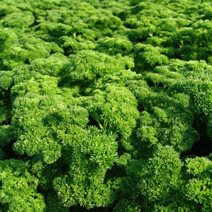 Petržel Astra - Petroselinum crispum - semena petržele - 700 ks