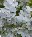 Eukalyptus - Blahovičník - Eucalyptus cinerea - semena eukalyptu - 8 ks