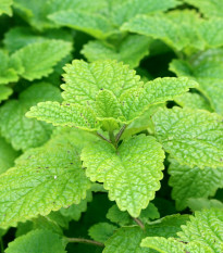 Meduňka Limoncello - Melissa officinalis - semena meduňky - 20 ks