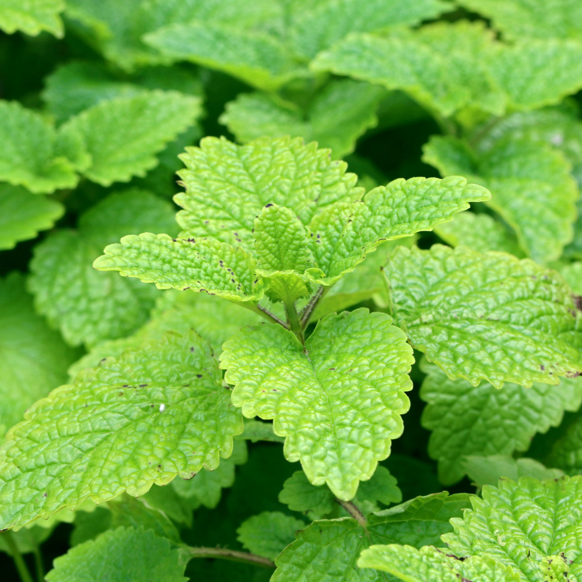 Meduňka Limoncello - Melissa officinalis - semena meduňky - 20 ks