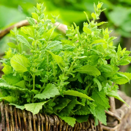 Meduňka Mandarina - Melissa officinalis - semena meduňky - 20 ks