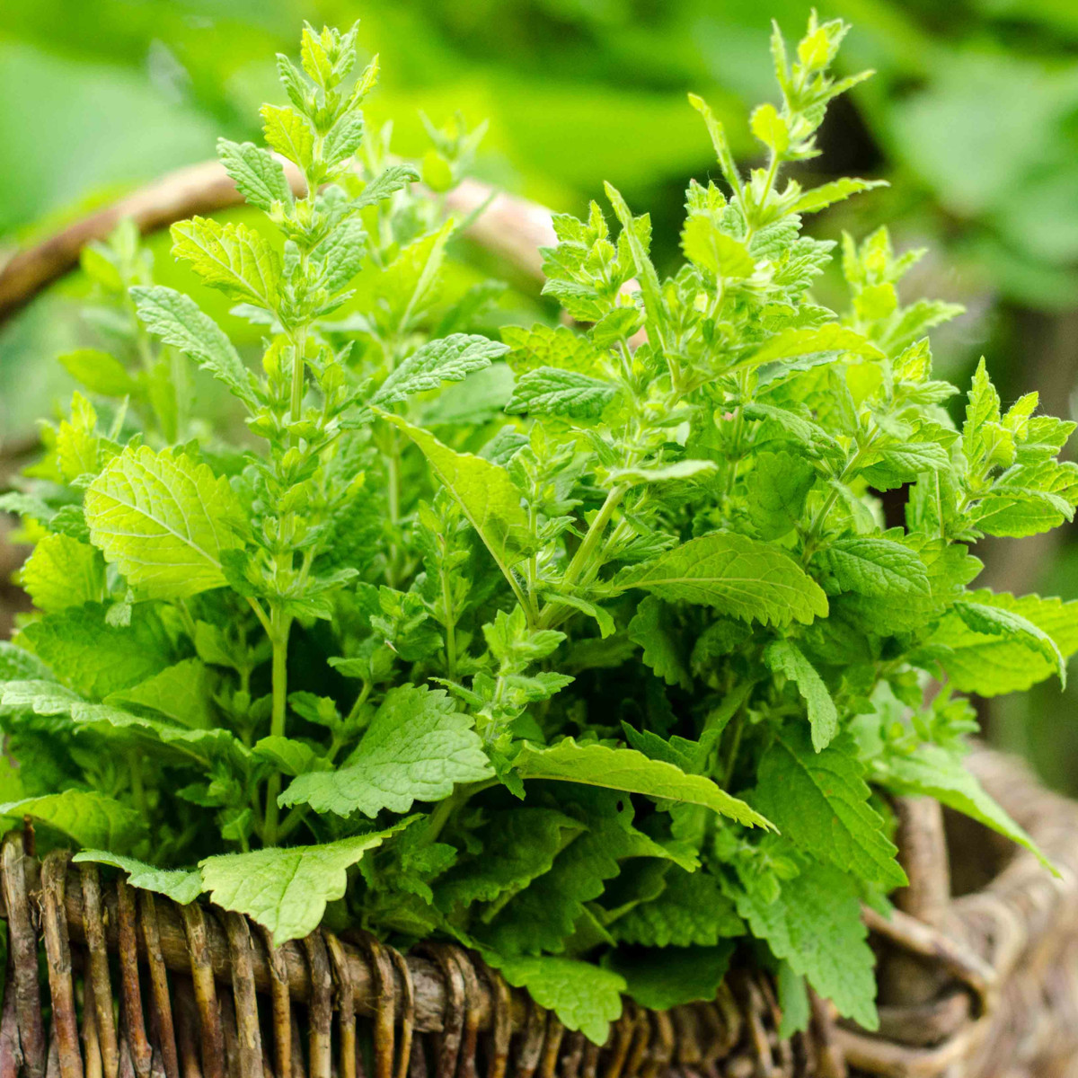 Meduňka Mandarina - Melissa officinalis - semena meduňky - 20 ks