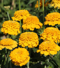 Ostálka Zinderella Yellow - Zinnia elegans - semena ostálky - 20 ks