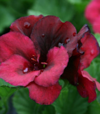 Muškát páskatý Black Velvet Violet F1 - Pelargonium zonale - semena muškátu - 6 ks