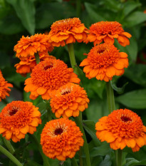 Ostálka Zinderella Orange - Zinnia elegans - semena ostálky - 20 ks