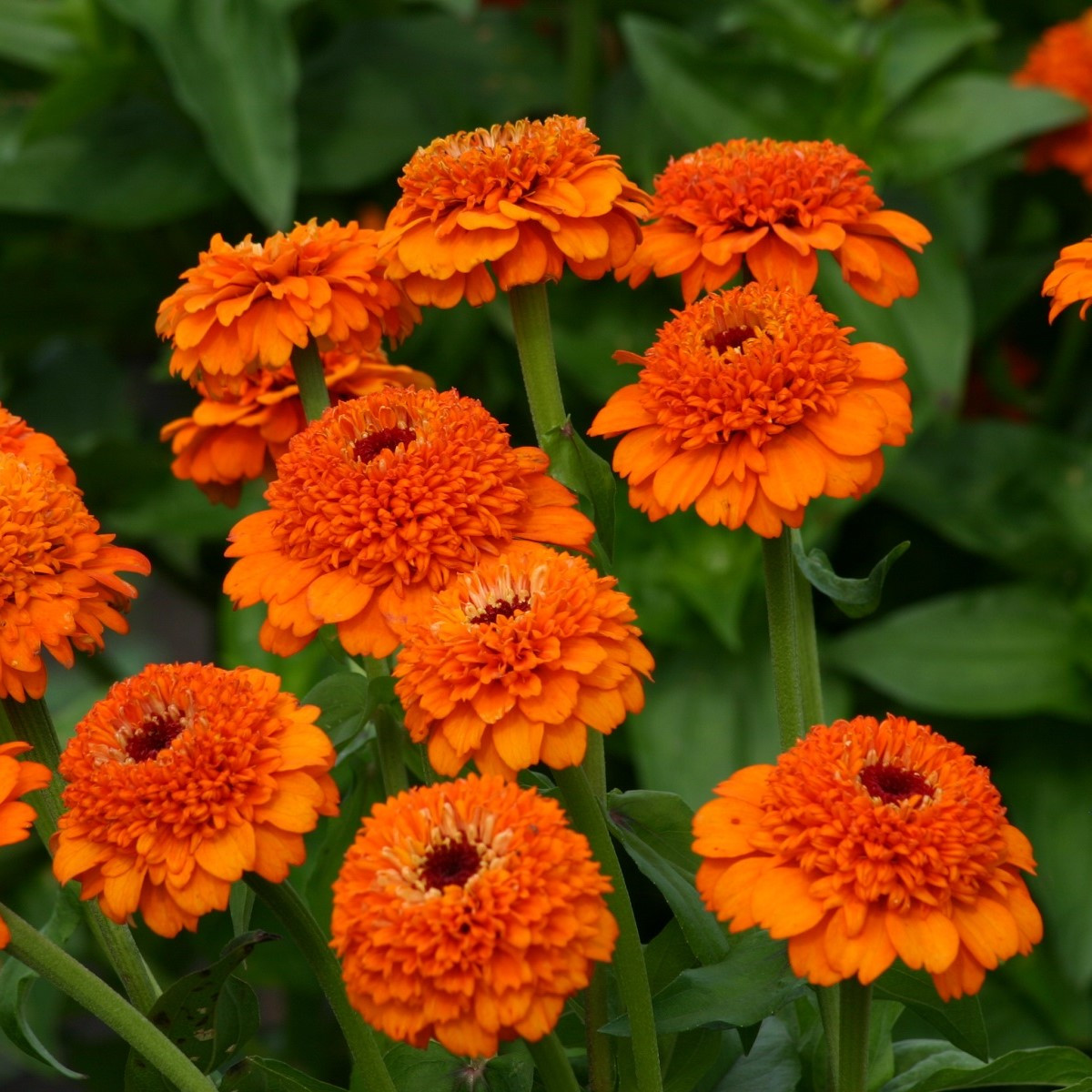 Ostálka Zinderella Orange - Zinnia elegans - semena ostálky - 20 ks