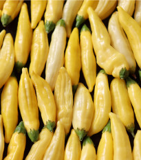 Chilli Lemon Drop - Capsicum baccatum - semena chilli - 7 ks