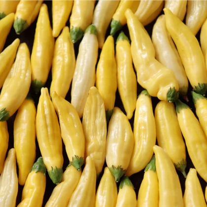 Chilli Lemon Drop - Capsicum baccatum - semena chilli - 7 ks