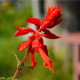 Šalvěj šarlatová Lady in Red - Salvia coccinea - semena šalvěje - 10 ks
