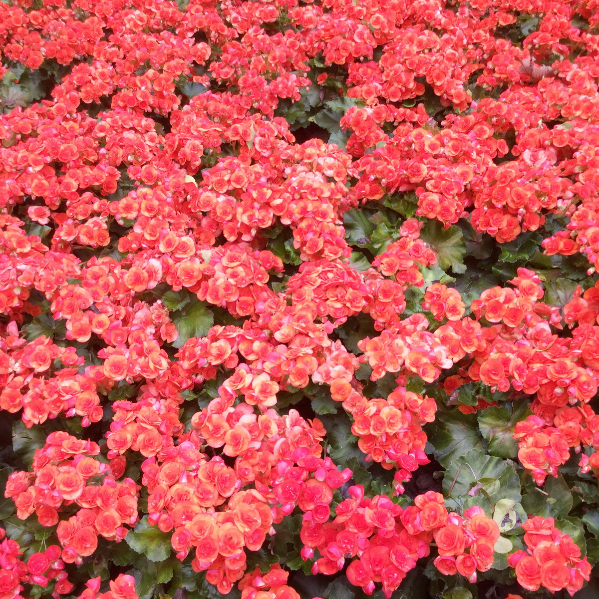 Begónie Big Red Green Leaf F1 - Begonia benariensis - semena begónie - 8 ks