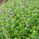 Francia nyári kakukkfű – Thymus vulgaris – kakukkfű magok – 100 db