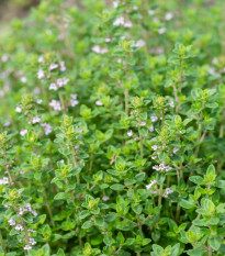 Tymián francouzský letní - Thymus vulgaris - semena tymiánu - 50 ks