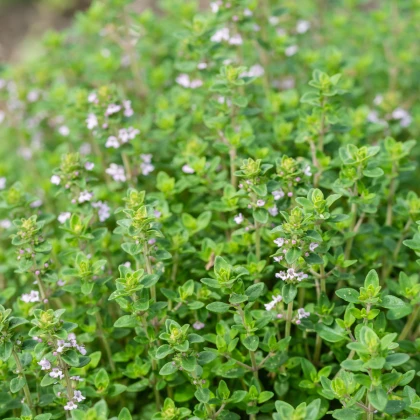 Francia nyári kakukkfű – Thymus vulgaris – kakukkfű magok – 100 db