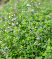 Francia nyári kakukkfű – Thymus vulgaris – kakukkfű magok – 100 db