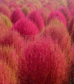 Bytel metlatý - Kochia trichophylla - semena bytelu - 100 ks