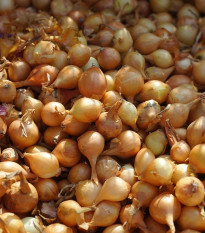 Csemegehagyma Yellow Moon - Allium cepa - hagymák - 250 g