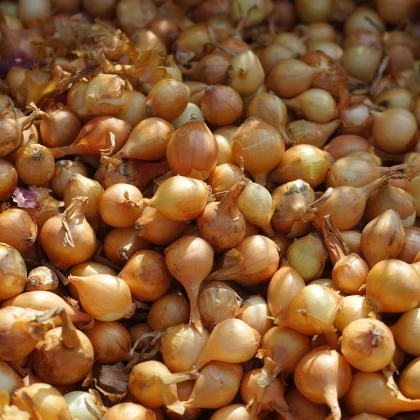 Csemegehagyma Yellow Moon - Allium cepa - hagymák - 250 g