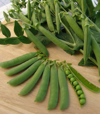 Hrách dřeňový Ambassador - Pisum sativum - semena hrachu - 45 ks