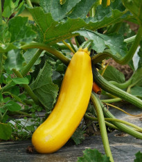 Cuketa Paladin F1 - Cucurbita pepo - semena cukety - 10 ks