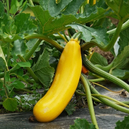 Cuketa Paladin F1 - Cucurbita pepo - semena cukety - 10 ks