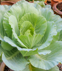 Zelí bílé polopozdní Pourovo - Brassica oleracea - semena zelí - 200 ks