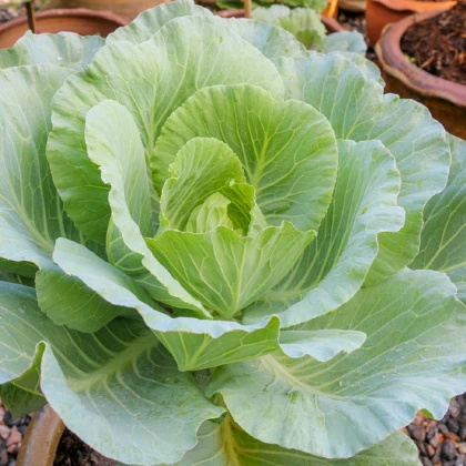 Zelí bílé polopozdní Pourovo - Brassica oleracea - semena zelí - 200 ks