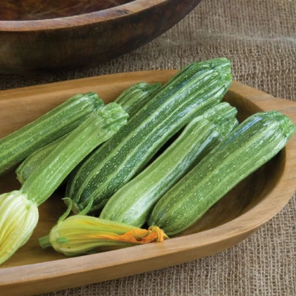 Cuketa Costata Romanesco - Cucurbita pepo - semena cukety - 8 ks