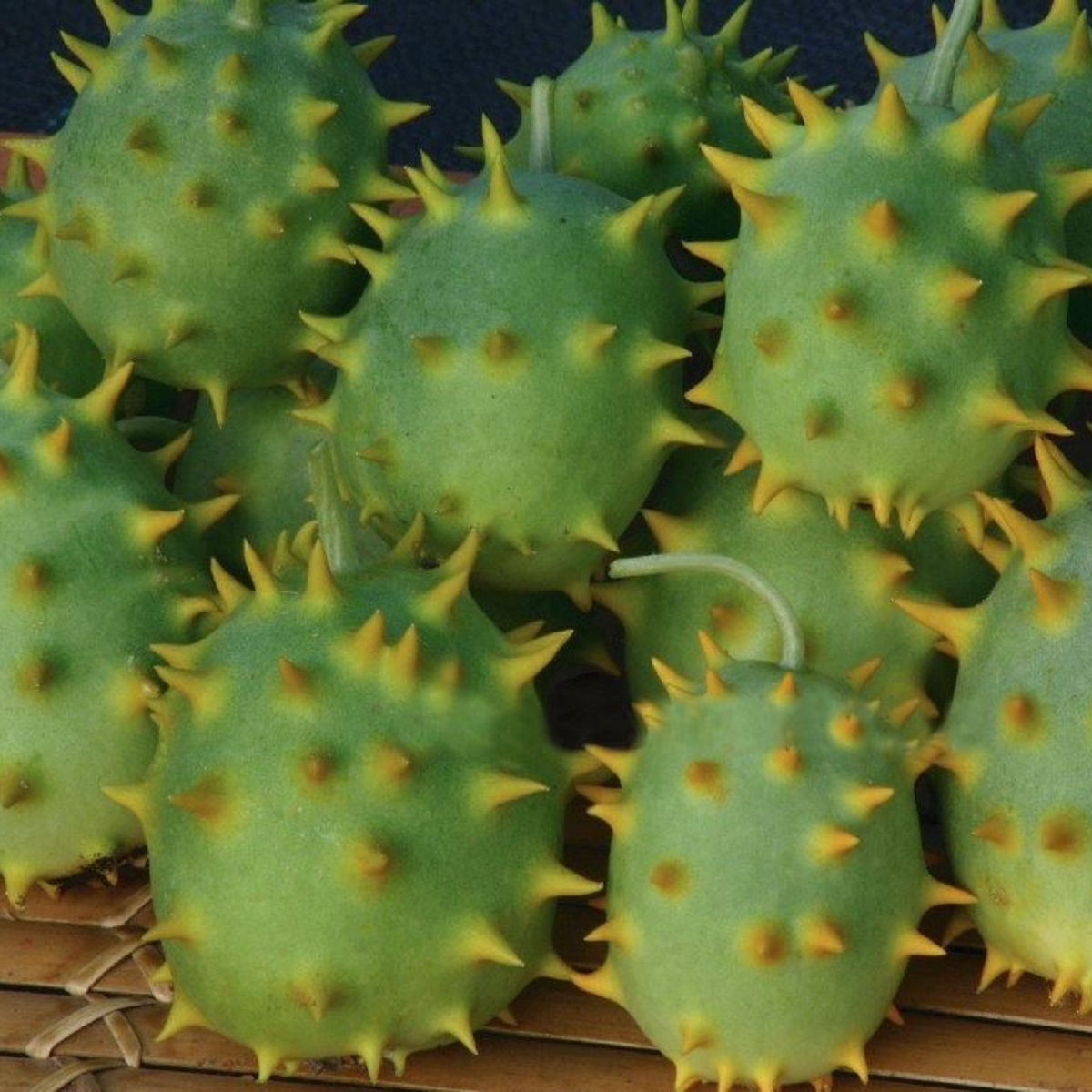 Okurka okrasná - Cucumis species - semena okurky - 6 ks