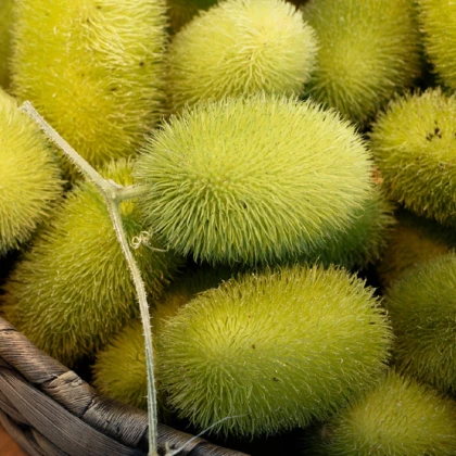 Okurka Ježek - Cucumis dipsaceus - semena okurky -  6 ks