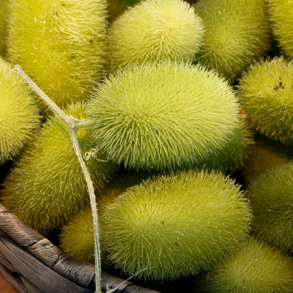 Okurka Ježek - Cucumis dipsaceus - semena okurky -  6 ks