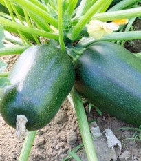 Cuketa Green Griller F1 - Cucurbita pepo - semena cukety - 5 ks