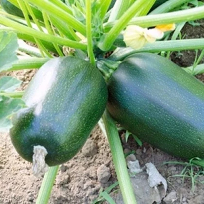 Cuketa Green Griller F1 - Cucurbita pepo - semena cukety - 5 ks