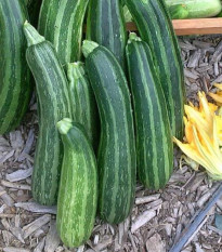 Cuketa Striato d Italia - Cucurbita pepo - semena cukety - 8 ks