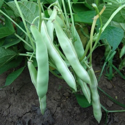 Fazole keříčková Dalmatin - Phaseolus vulgaris - semena fazole - 15 ks