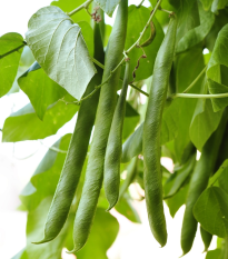 Fazole keříčková Filetty - Phaseolus vulgaris var. nanus - semena fazole - 20 ks