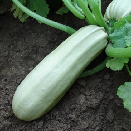 Cuketa Kveta - Cucurbita pepo - semena cukety - 10 ks