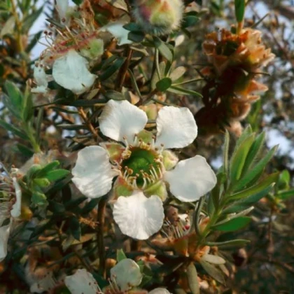Woolly Tea Tree - Leptospermum Lanigerum - semena tea tree - 20 ks