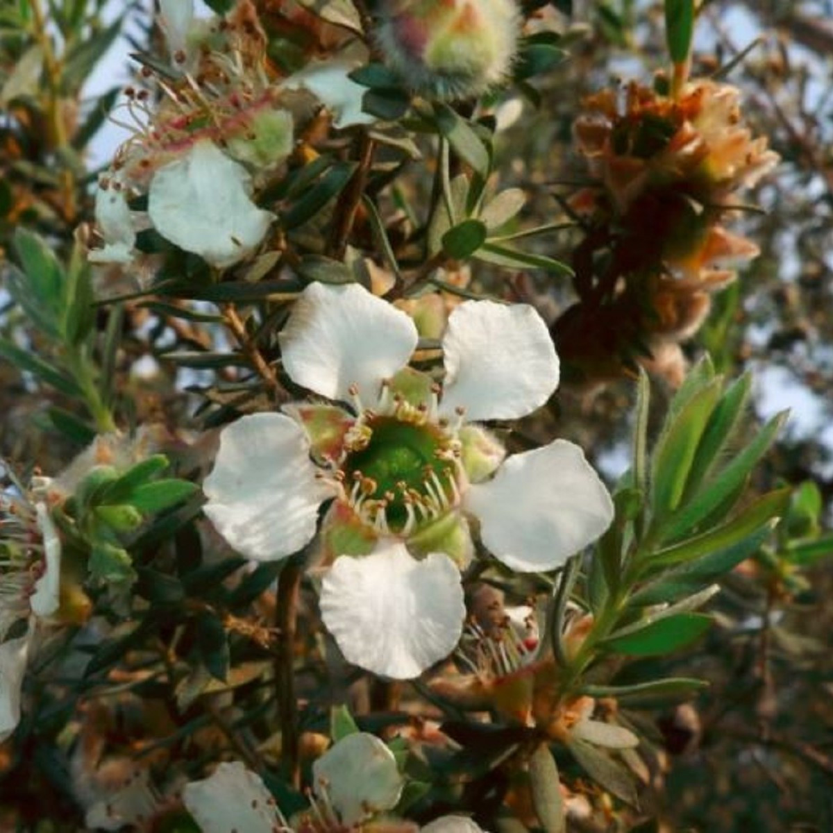 Woolly Tea Tree - Leptospermum Lanigerum - semena tea tree - 20 ks