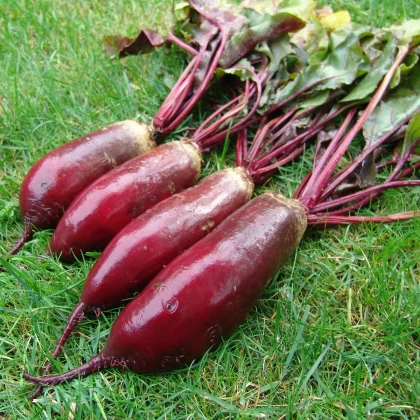 Řepa salátová Renova - Beta vulgaris L. var. conditiva - semena řepy - 70 ks