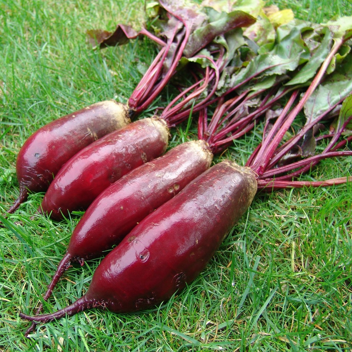 Řepa salátová Renova - Beta vulgaris L. var. conditiva - semena řepy - 70 ks