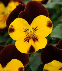 Maceška převislá Cool Wave Red Wing F1 - Viola x wittrockiana - semena macešky - 10 ks