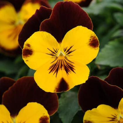 Maceška převislá Cool Wave Red Wing F1 - Viola x wittrockiana - semena macešky - 10 ks