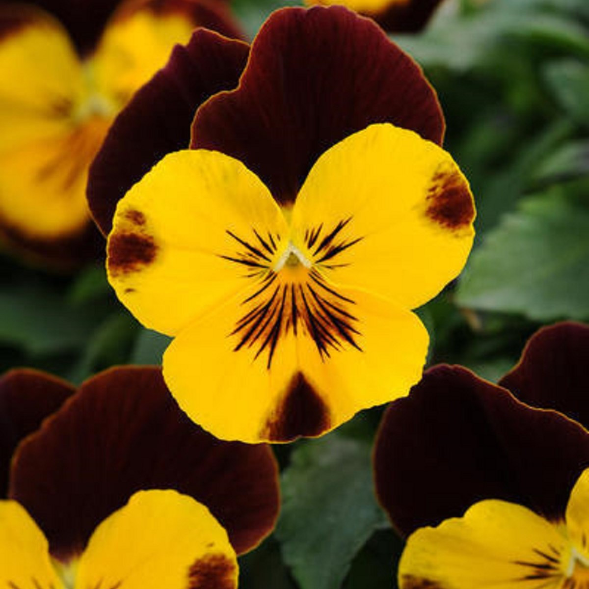 Maceška převislá Cool Wave Red Wing F1 - Viola x wittrockiana - semena macešky - 10 ks