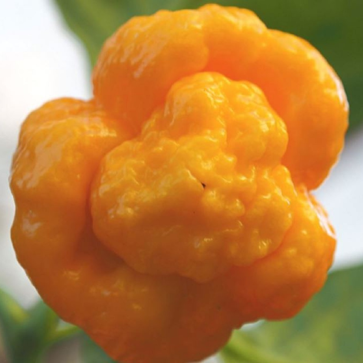 Chilli žluté 7 Pot Brain Strain - Capsicum chinense - semena chilli - 6 ks